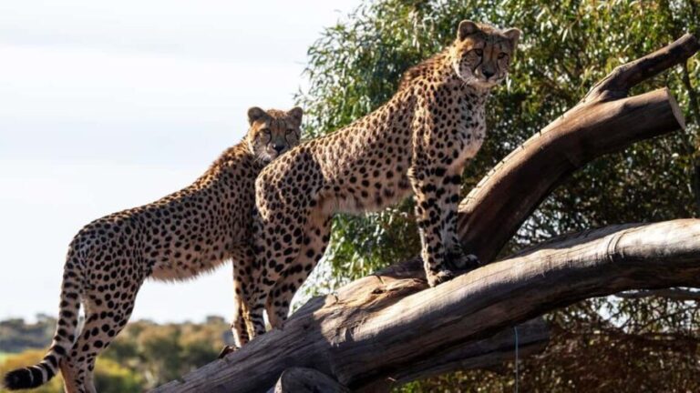 Monarto Safari Park: Cheetah Experience - Who Will Love This Tour?
