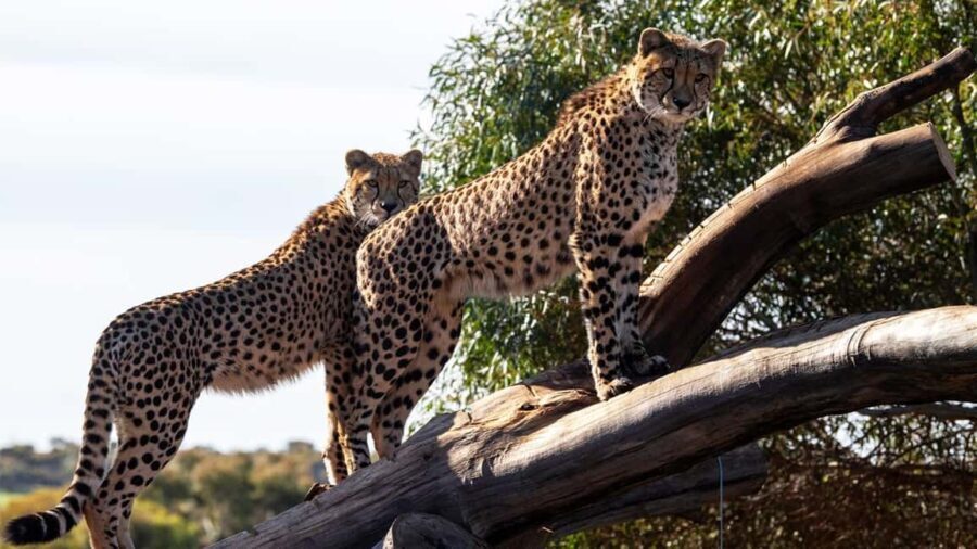 Monarto Safari Park: Cheetah Experience - Who Will Love This Tour?