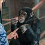 Monarto Safari Park: Keeper for a Day - Who Would Love This Experience?