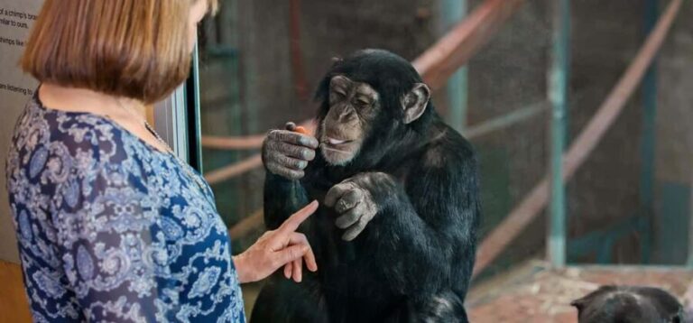 Monarto Safari Park: Keeper for a Day - Who Would Love This Experience?