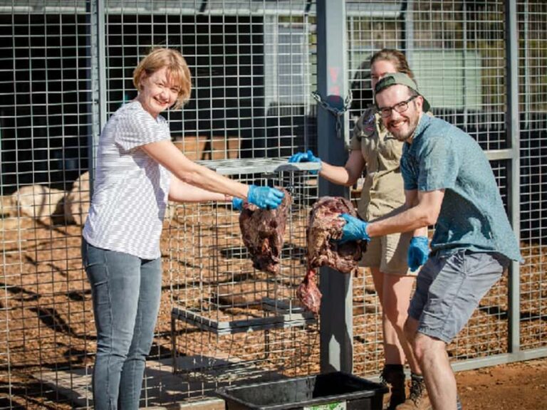 Monarto Safari Park: Lions At Bedtime - An In-Depth Look at Monarto Safari Parks Lions At Bedtime