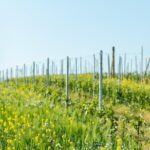 Monferrato (Asti): Wine Tour with light lunch picnic in the vineyards - A Deep Dive into the Monferrato Wine & Picnic Experience
