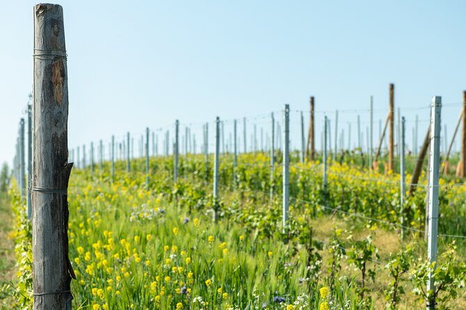 Monferrato (Asti): Wine Tour with light lunch picnic in the vineyards - A Deep Dive into the Monferrato Wine & Picnic Experience