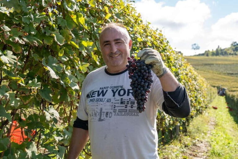 Monforte d'Alba: 7 glasses of Langhe with visit to Winery and Vineyards - Practical Details and Considerations