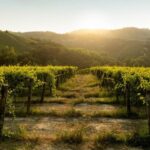 Monforte d'Alba: Barolo Tasting, Vineyard & Cellar Visit - The Practicalities