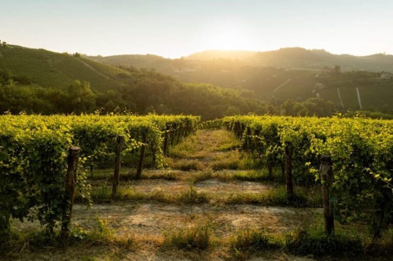 Monforte d'Alba: Barolo Tasting, Vineyard & Cellar Visit - The Practicalities