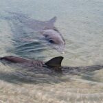 Monkey Mia Dolphins & Shark Bay Air Tour From Perth - Practical Details and Considerations