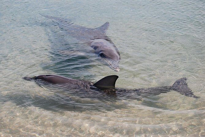 Monkey Mia Dolphins & Shark Bay Air Tour From Perth - Practical Details and Considerations