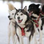 Mont-Tremblant: Guided Dogsledding Tour with Hot Chocolate - FAQs