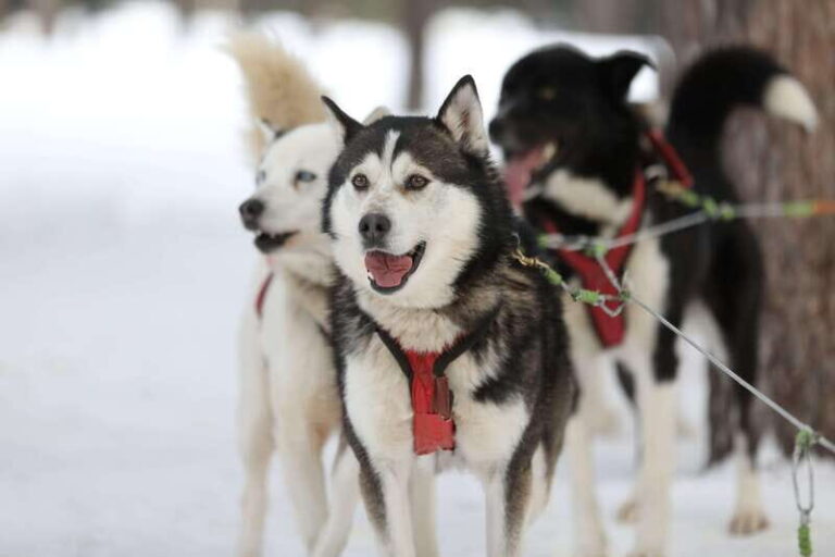 Mont-Tremblant: Guided Dogsledding Tour with Hot Chocolate - FAQs