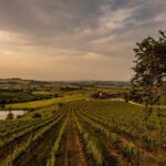 Montalcino: Vineyard Picnic with Rosso di Montalcino Wine - Who Would Love This Tour?