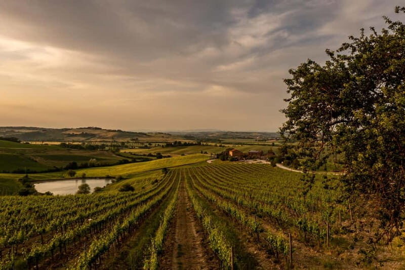 Montalcino: Vineyard Picnic with Rosso di Montalcino Wine