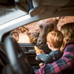 Montebello, QC: General Admission to Parc Omega - The Safari Drive Experience