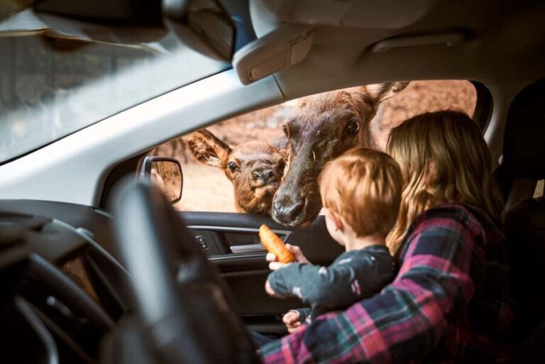 Montebello, QC: General Admission to Parc Omega - The Safari Drive Experience