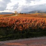Montefalco: Historic cellar and vineyard tour with wine tasting - FAQs