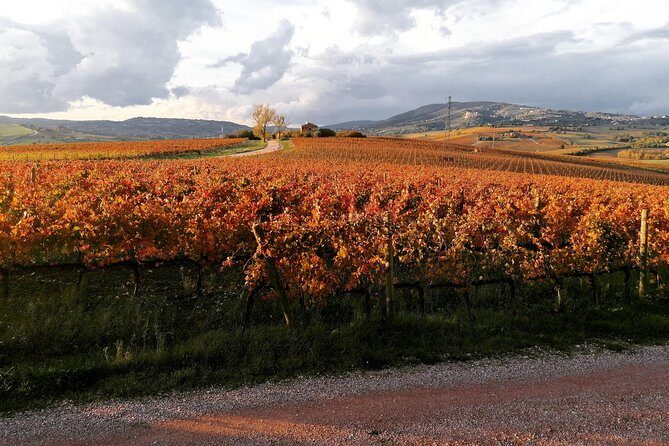 Montefalco: Historic cellar and vineyard tour with wine tasting - FAQs