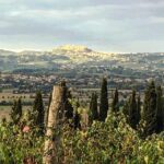 Montepulciano: Wine Tour and tasting - The Winery and Vineyard Tour: A Living History