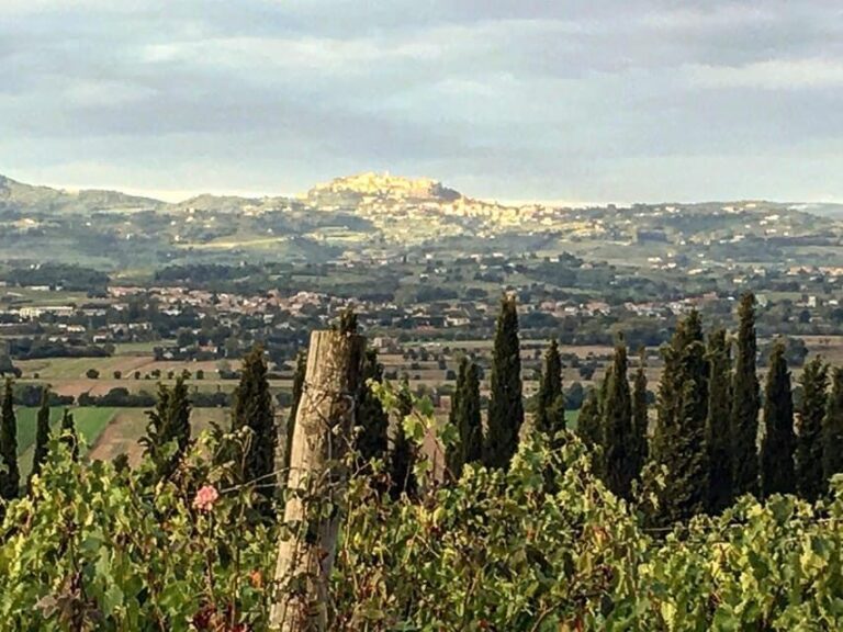 Montepulciano: Wine Tour and tasting - The Winery and Vineyard Tour: A Living History