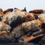 Monterey: Cannery Row Kayak Tour - Who Should Consider This Tour?