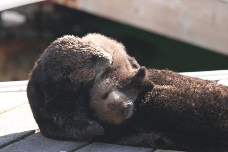 Monterey: Monterey Bay Dolphin and Whale Watching Boat Tour - Final Thoughts: Is It Worth It?