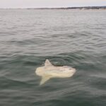 Monterey Private 3 - 4 Hour Whale Watching Cruise - A Close Look at the Experience