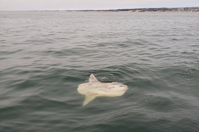 Monterey Private 3 - 4 Hour Whale Watching Cruise - A Close Look at the Experience
