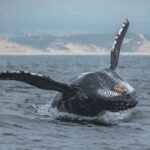 Monterey: Sunset Whale Watching Cruise with A Guide - What Sets This Tour Apart?