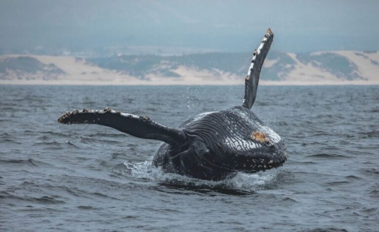 Monterey: Sunset Whale Watching Cruise with A Guide - What Sets This Tour Apart?