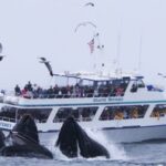 Monterey: Whale Watching Tour with A Marine Guide - The Journey: Into Monterey Bay Marine Sanctuary