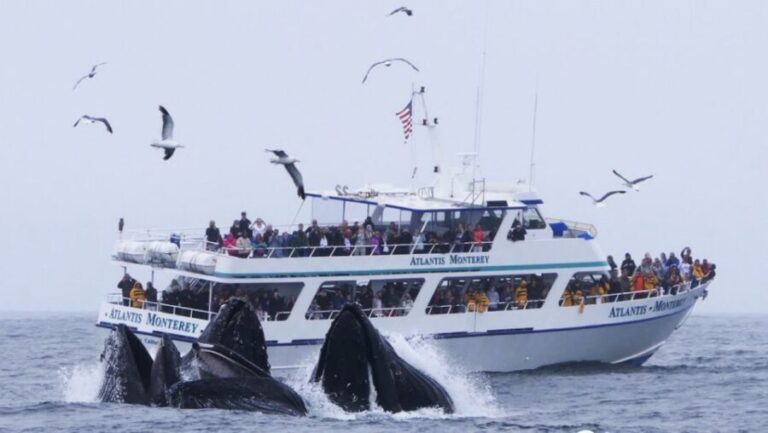 Monterey: Whale Watching Tour with A Marine Guide - The Journey: Into Monterey Bay Marine Sanctuary
