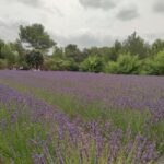 Montpellier : Visit lavender field and an Olive Oil Mill - An In-Depth Look at the Experience