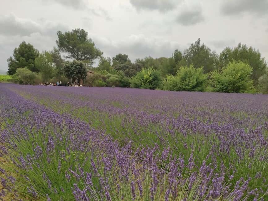 Montpellier : Visit lavender field and an Olive Oil Mill - An In-Depth Look at the Experience