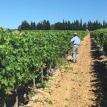 Montpellier Wine and Oyster Tour - An In-Depth Look at the Montpellier Wine and Oyster Tour