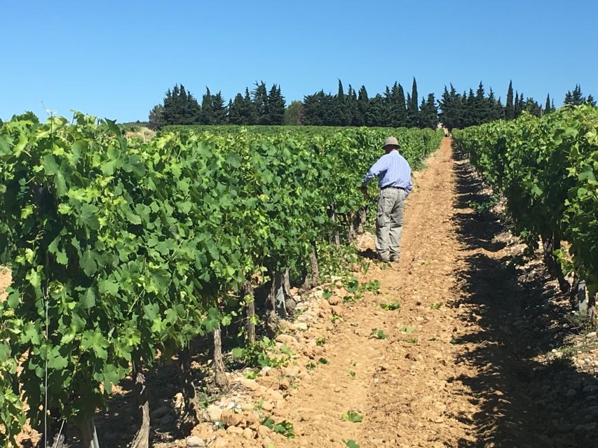 Montpellier Wine and Oyster Tour - An In-Depth Look at the Montpellier Wine and Oyster Tour