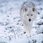 Montreal: Ecomuseum Zoo Entry Ticket - Potential Drawbacks and Considerations