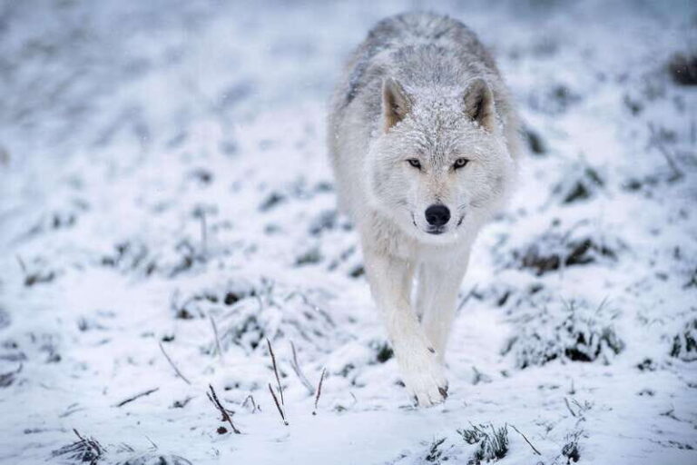 Montreal: Ecomuseum Zoo Entry Ticket - Potential Drawbacks and Considerations