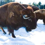 Montreal: Private Day Tour to Parc Omega & Montebello Lodge - The Practicalities: What’s Included and What to Keep in Mind