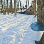 Montreal: Sugar Shack Maple Syrup Day Trip with Lunch - Practical Details and Tips