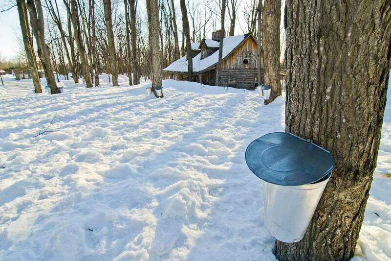 Montreal: Sugar Shack Maple Syrup Day Trip with Lunch - Practical Details and Tips