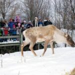 Montreal ZOO, private half day tour - FAQs