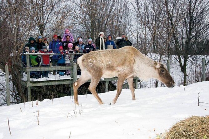 Montreal ZOO, private half day tour - FAQs