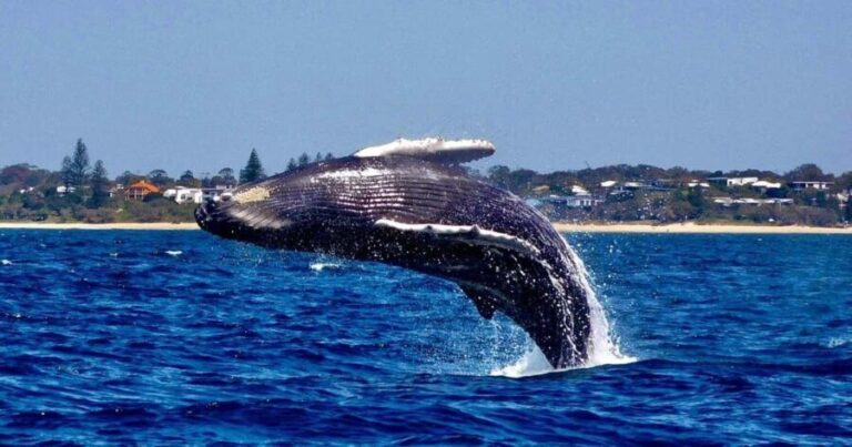 Mooloolaba: Whale Watching Cruise - An Up-Close Look at the Whale Watching Experience