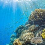 Moore Reef Day Tour with Dive from Cairns - Who Should Consider This Tour?