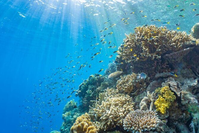 Moore Reef Day Tour with Dive from Cairns - Who Should Consider This Tour?