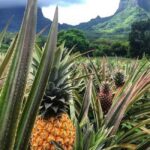 Moorea Cruise Ships 4x4, Belvedere Magic mount PRIVATE Tours - A Closer Look at the Moorea 4x4 Private Tour