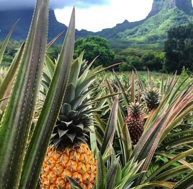 Moorea Cruise Ships 4x4, Belvedere Magic mount PRIVATE Tours - A Closer Look at the Moorea 4x4 Private Tour