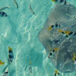 Mo'orea Half Day Private Tour with Snorkeling and Cruising the Lagoon - What Travelers Should Know