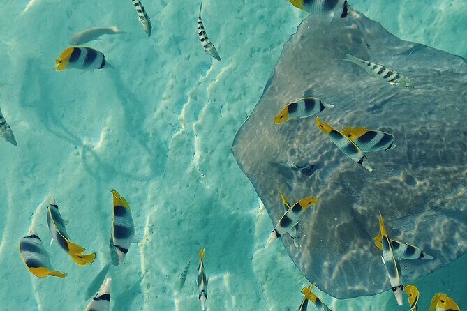 Mo'orea Half Day Private Tour with Snorkeling and Cruising the Lagoon - What Travelers Should Know