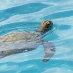 Moorea Highligts: Blue Lagoon Shore Attractions and Lookouts - Key Points