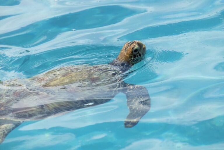 Moorea Highligts: Blue Lagoon Shore Attractions and Lookouts - Who Will Love This Tour?